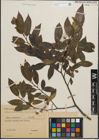Foto von Salix pentandra L.